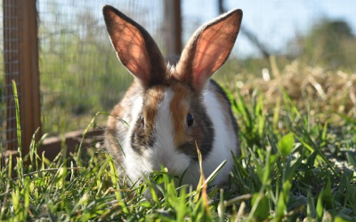Gesundheit von Kaninchen: Wenn das Langohr zum Tierarzt muss
