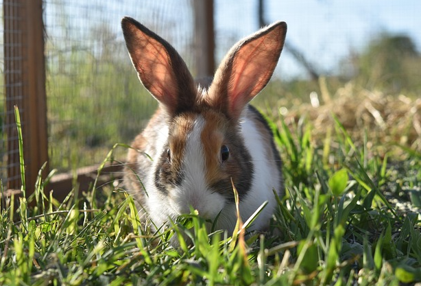 Kaninchen Kaninchen in der Wiese. Foto: re