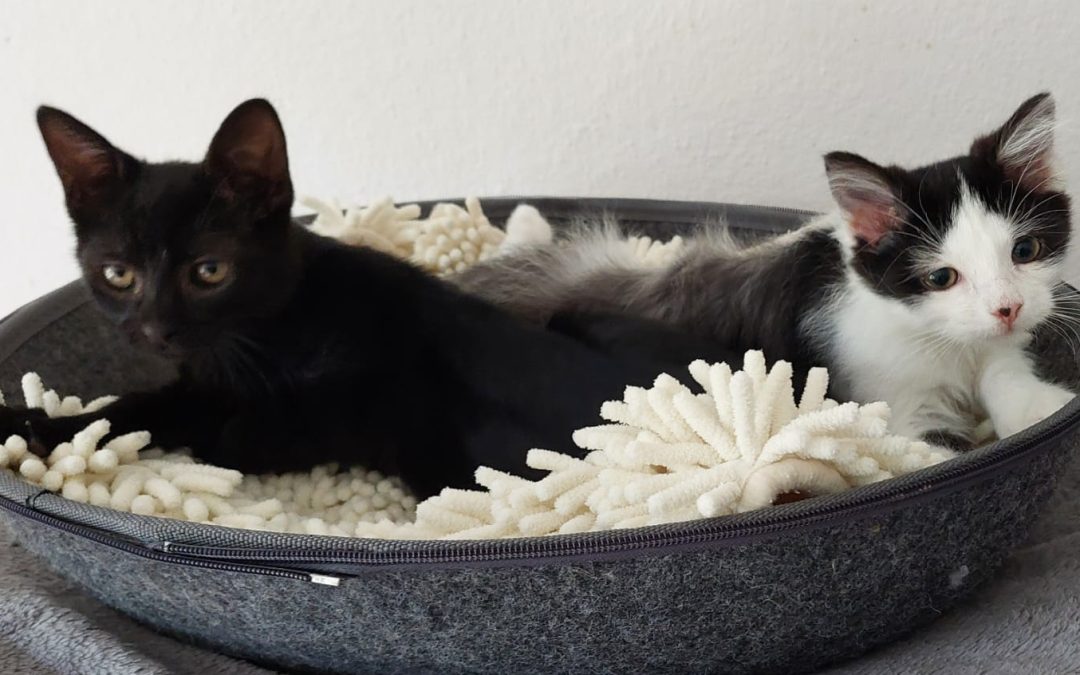 Tiere suchen ein Zuhause: Rebecca und Roxy zwei Katzenwelpen suchen ein für immer Heim