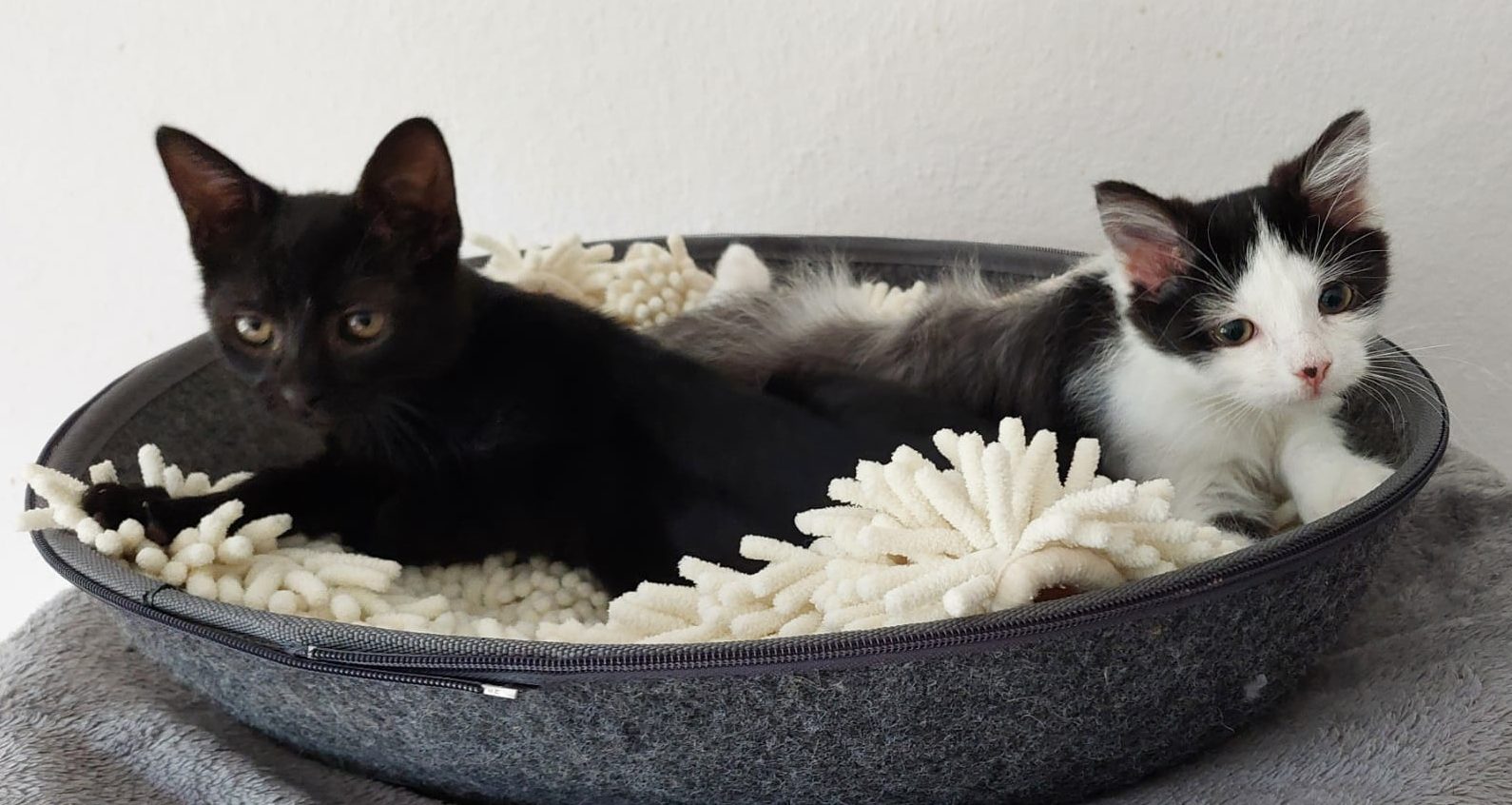 Katze-Rebecca-Roxy Copyright Tierheim Ostermünchen, zeigt Rebecca und Roxy