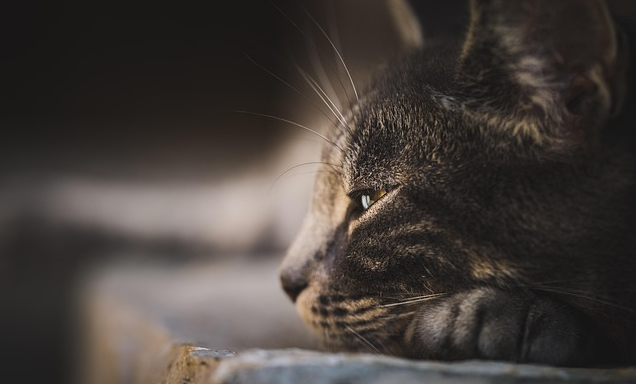 Katze Katze. Foto: re