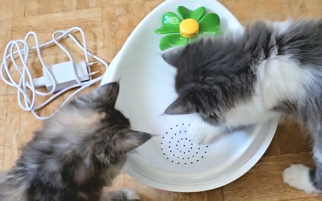 Fließendes Wasser für trinkfaule Katzen: Warum Trinkbrunnen Abhilfe schaffen können