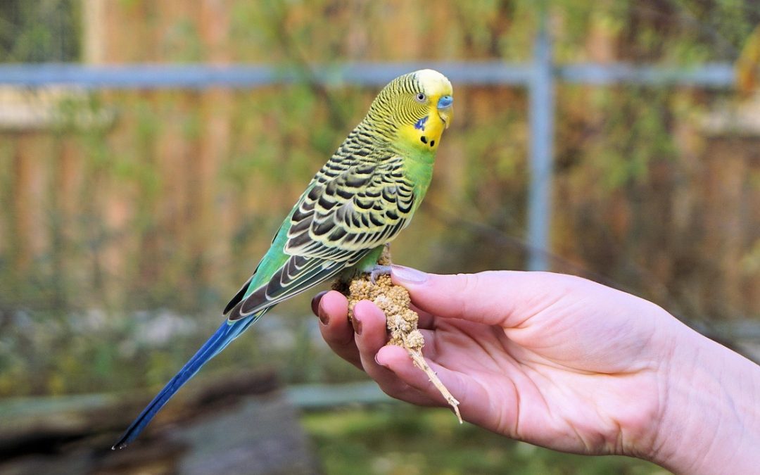 Voliere für den eigenen Vogel: Das gibt es zu beachten