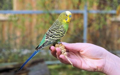 Auch im Vogelheim: Mehr Wohlbefinden durch Struktur