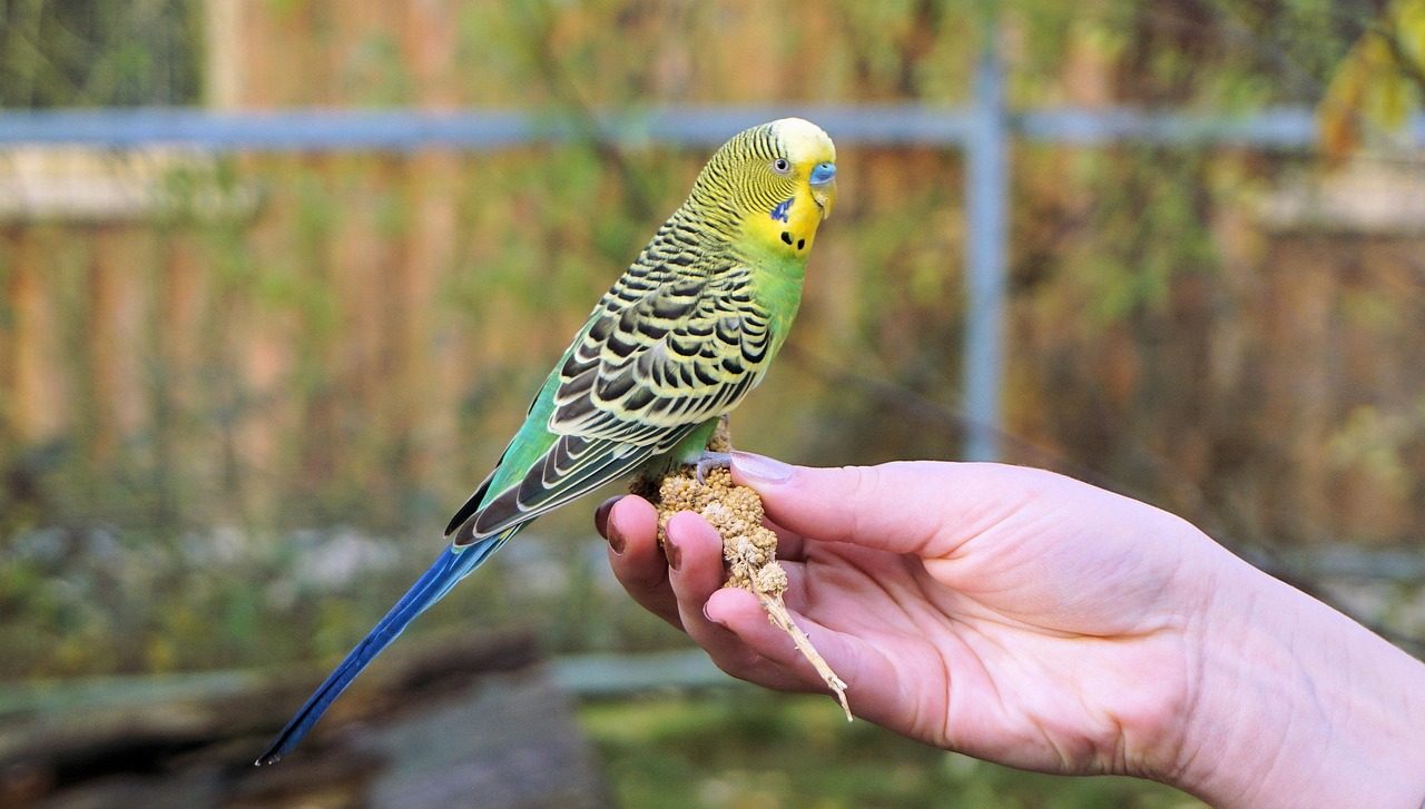 Wellensittich Wellensittich