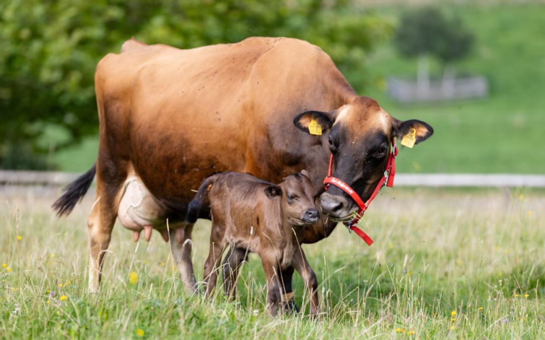 Überraschendes Babyglück auf Gut Aiderbichl Henndorf