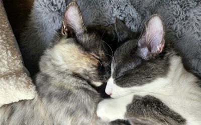 Katzenpaar oder Einzelkatze? Worauf es bei der Haltung ankommt