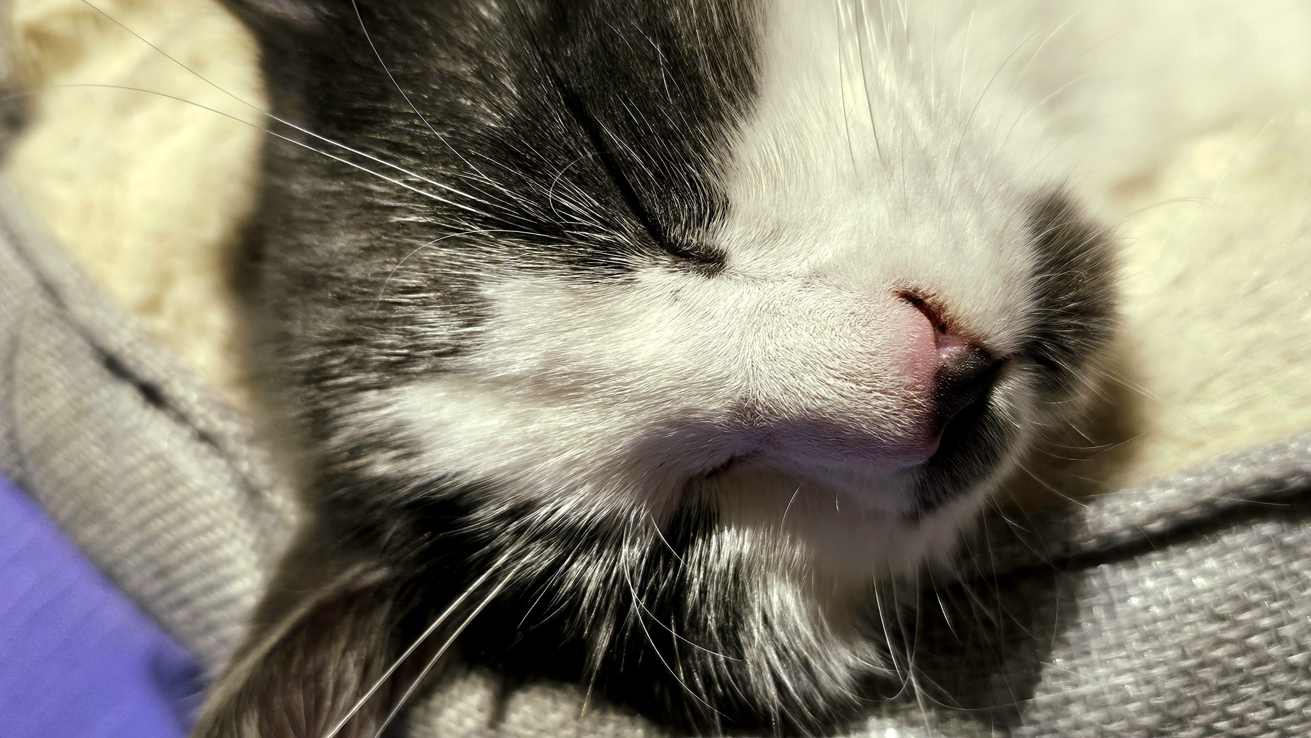 Katze Katze schläft