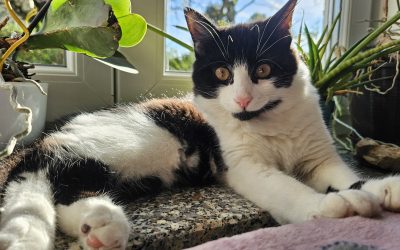 Perfekte Katzenfotos: So gelingen faszinierende Bilder mit dem Smartphone