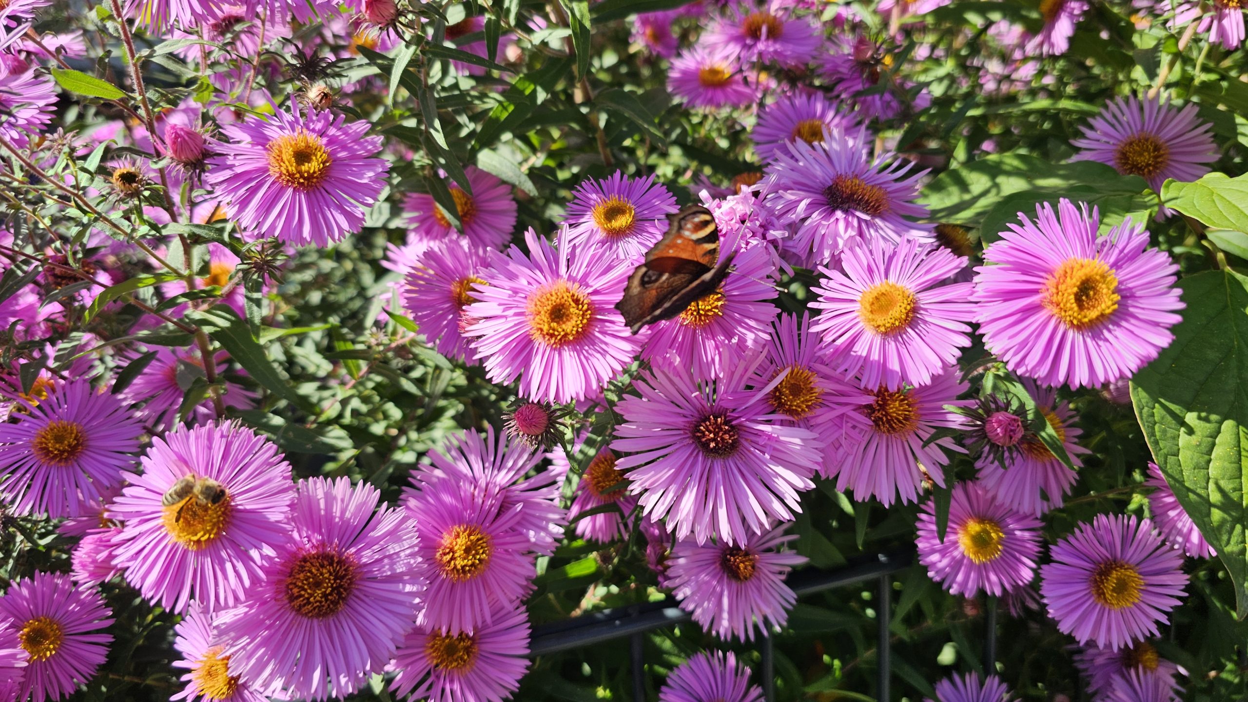 Blume Blumen mit Schmetterling Copyright Josefa Staudhammer