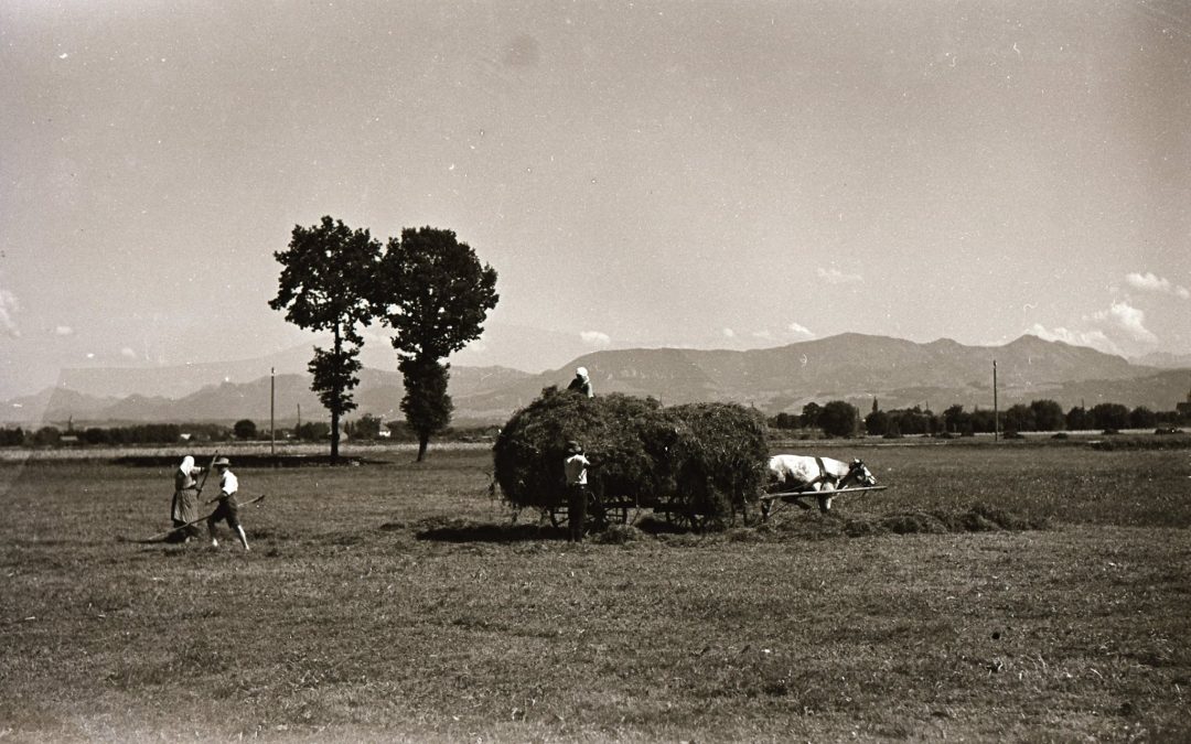 Heuernte in Rosenheim, 1950er Jahre