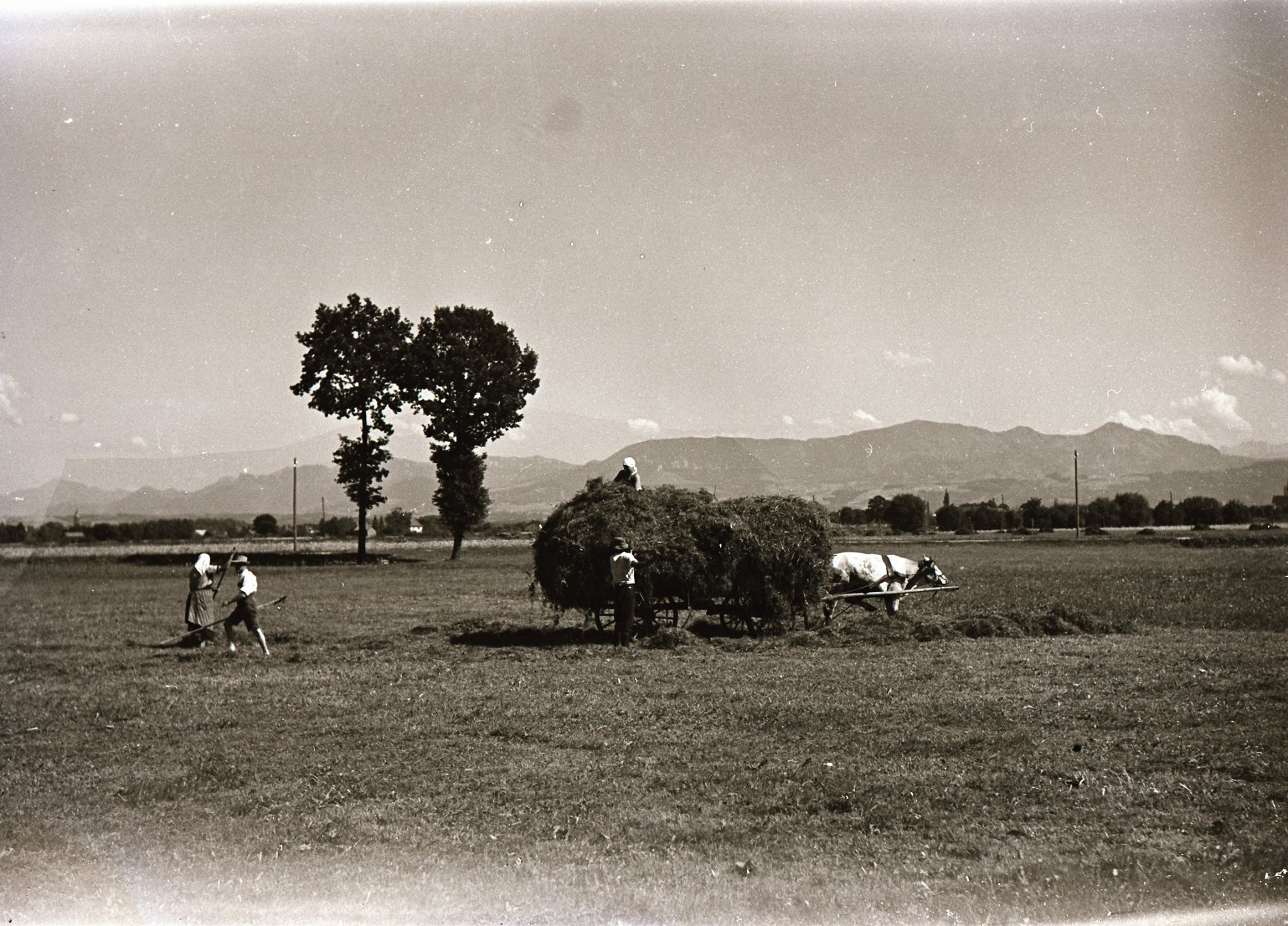 513533810_23958027443816909_1481230427757336222_n Heuernte in Rosenheim in den 1950er Jahren. Foto: Archiv Herbert Borrmann