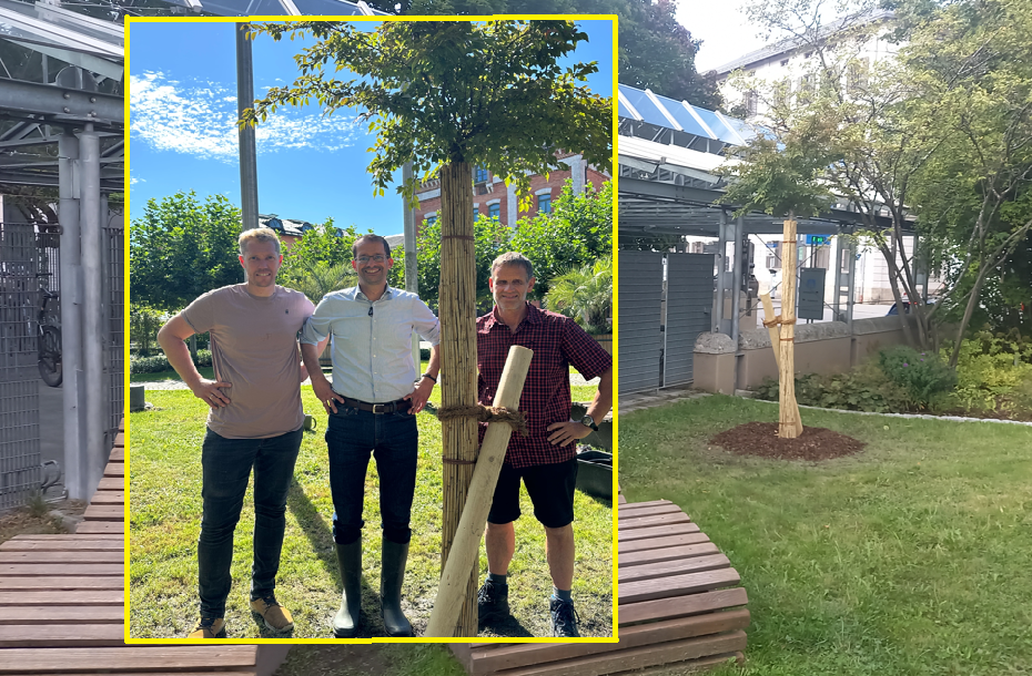 Baum-Pflanz-Challenge in Rosenheim: Oberbürgermeister März pflanzt eine März-Kirsche