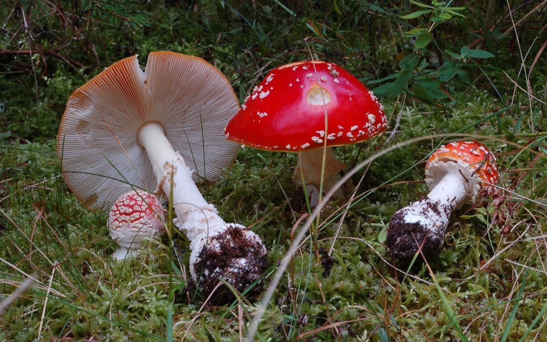 Es ist wieder Schwammerlzeit: Pilzausstellung an der LWF in Freising
