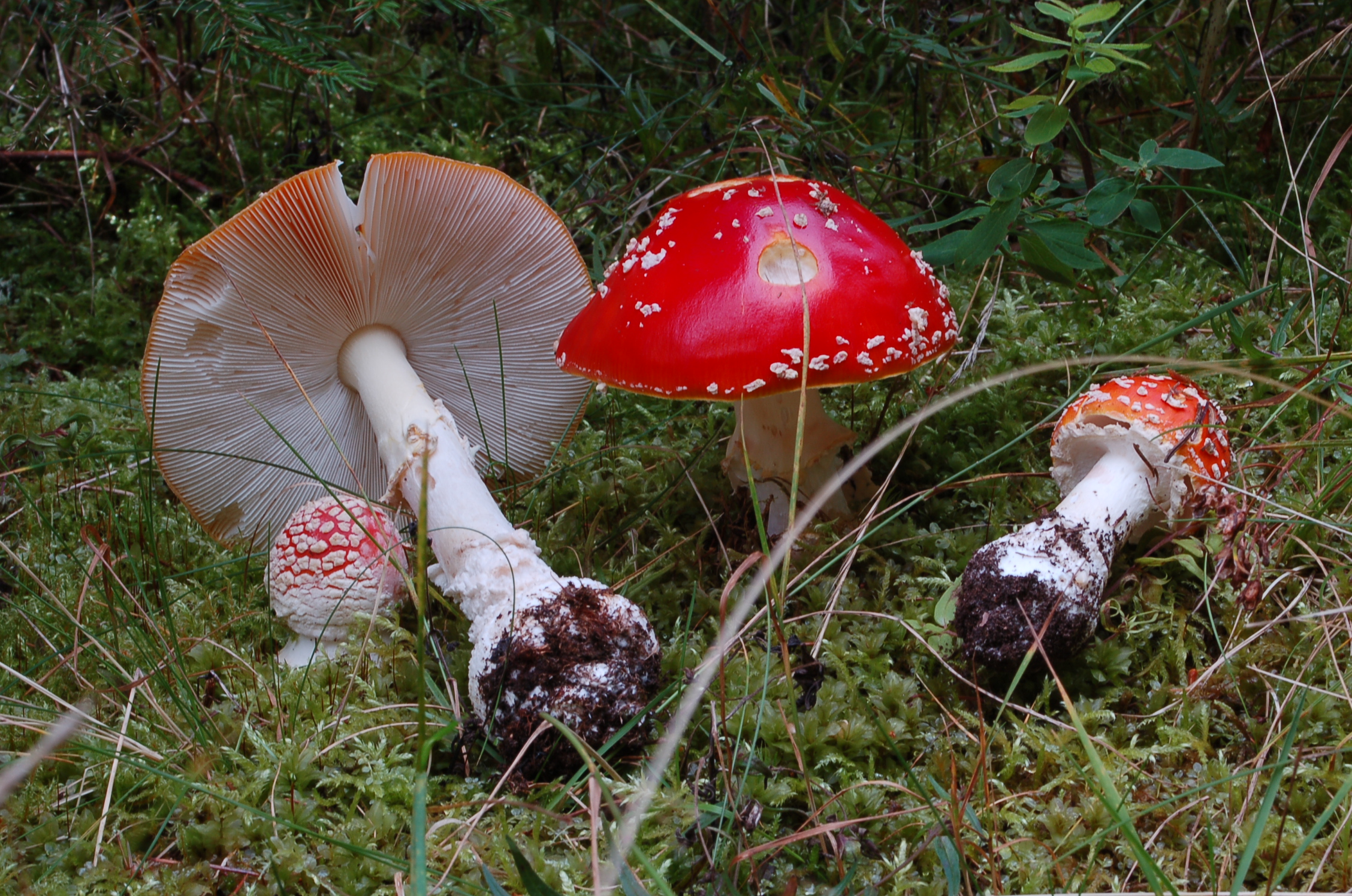 Der Fliegenpilz (Amanita muscaria) Copyright Markus Blaschke Der Fliegenpilz (Amanita muscaria) Copyright Markus Blaschke