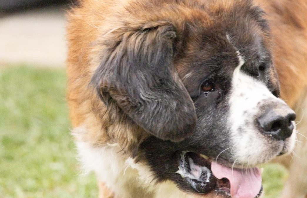 Tiere suchen ein Zuhause: Spike ein Bernhardiner mit rauer Schale aber weichem Kern