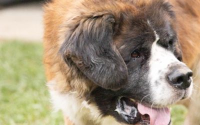 Tiere suchen ein Zuhause: Spike ein Bernhardiner mit rauer Schale aber weichem Kern