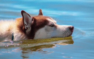Pfoten plantschen los: Hundebadetag im Freibad an der Therme Bad Aibling
