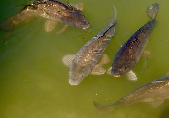 Karpfen Karpfen in einem Teich. Foto: re