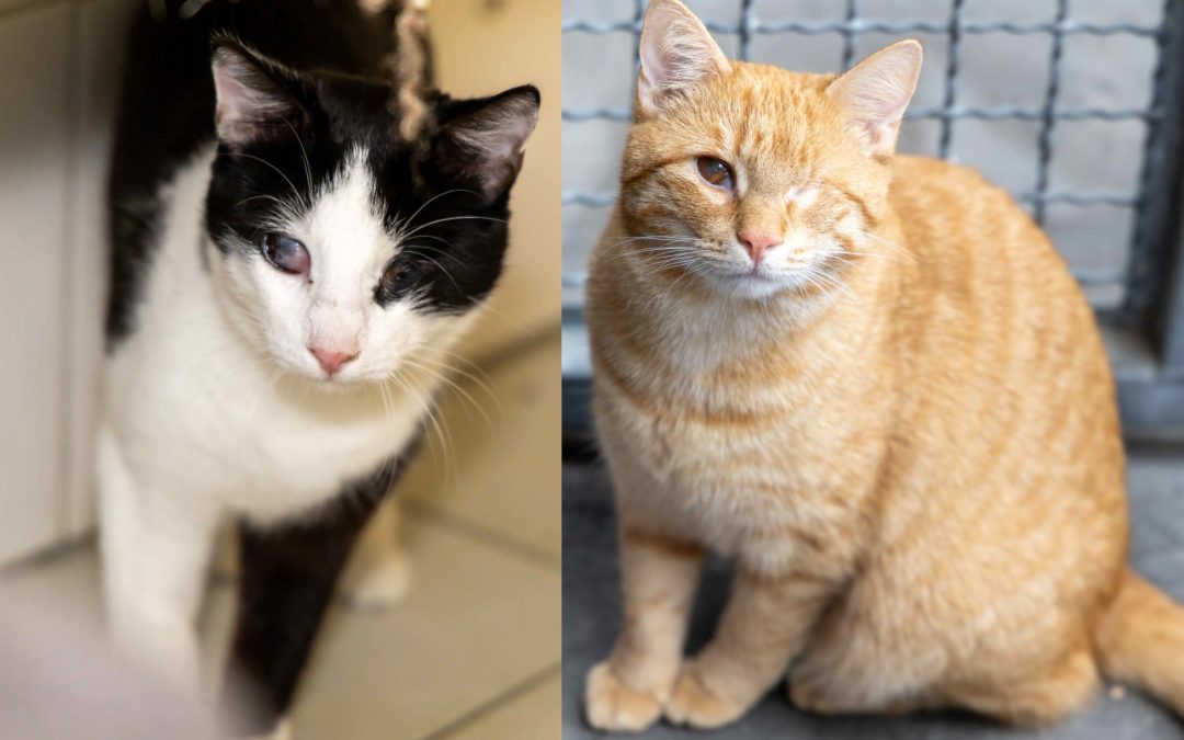 Tiere suchen ein Zuhause: Carlo und Campina zwei Augen und zwei Herzen