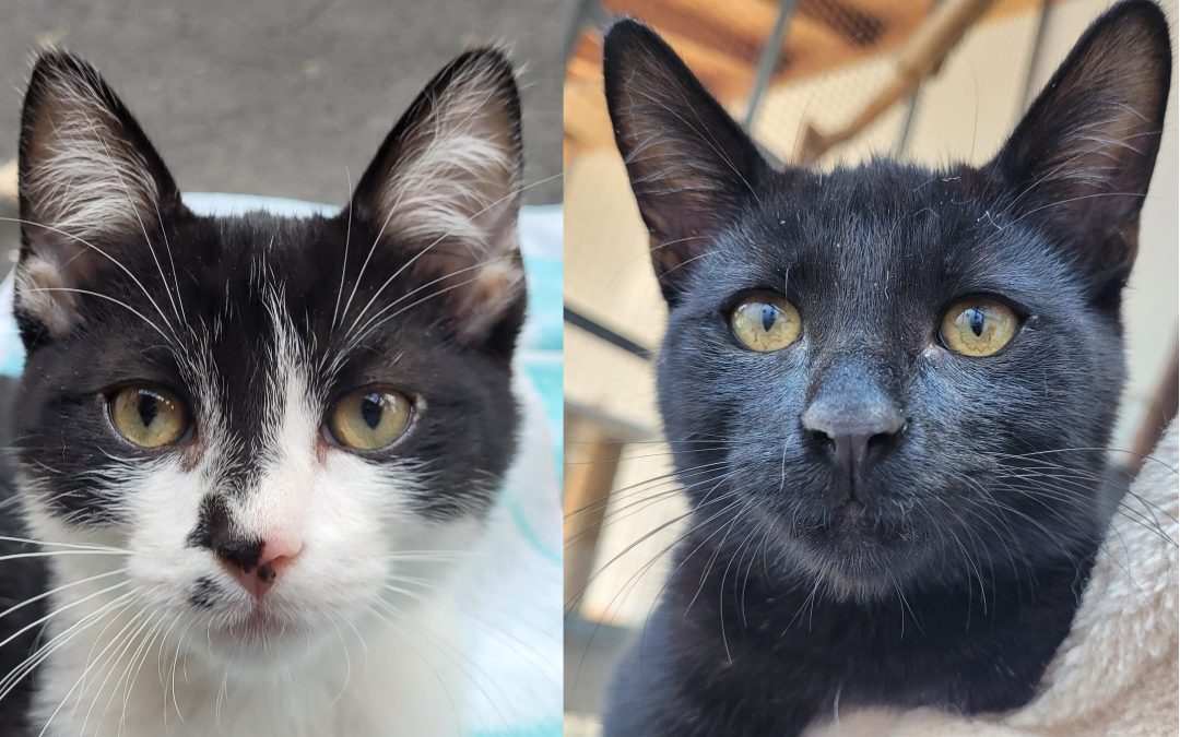 Tiere suchen ein Zuhause: Stewie und Scotty verspielt und verschmust