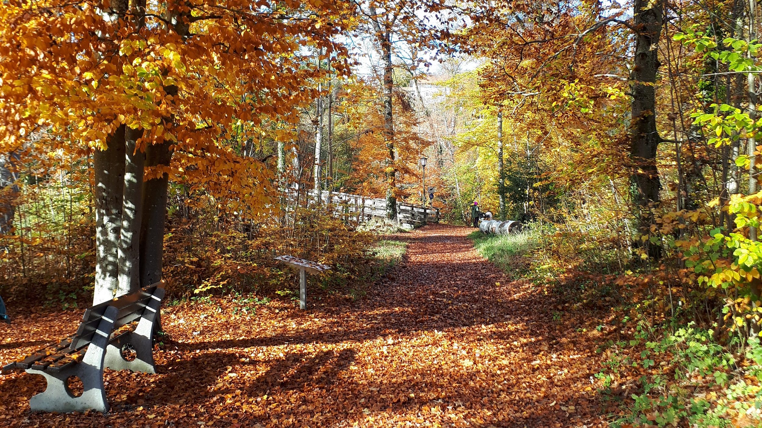 Pressebild Wildkräuterwanderung Eichental c-Markt Prien a. Chiemsee Schätze am Wegesrand - essbare und heilsame Wildkräuter werden im Spätsommer und Herbst bei der Wildkräuterwanderung im Priener Eichental und Umgebung entdeckt. Copyright Markt Prien a. Chiemsee