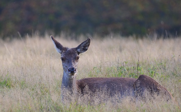 Zeitumstellung erhöht  Risiko für Wildunfälle: ADAC Südbayern warnt Autofahrer