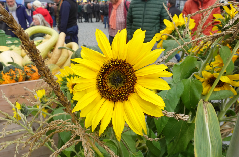 Schmankerlstraße 1 Rosenheimer Schmankerlstraße 2025. Fotos: Innpuls.me