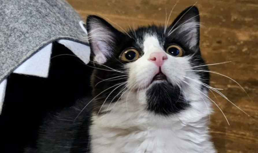 Katze Katze schaut nach oben