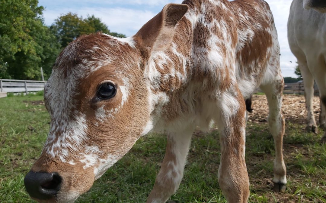 Kleines Wunder auf Gut Aiderbichl Iffeldorf: Zwergzebu-Nachwuchs sorgt für Freude