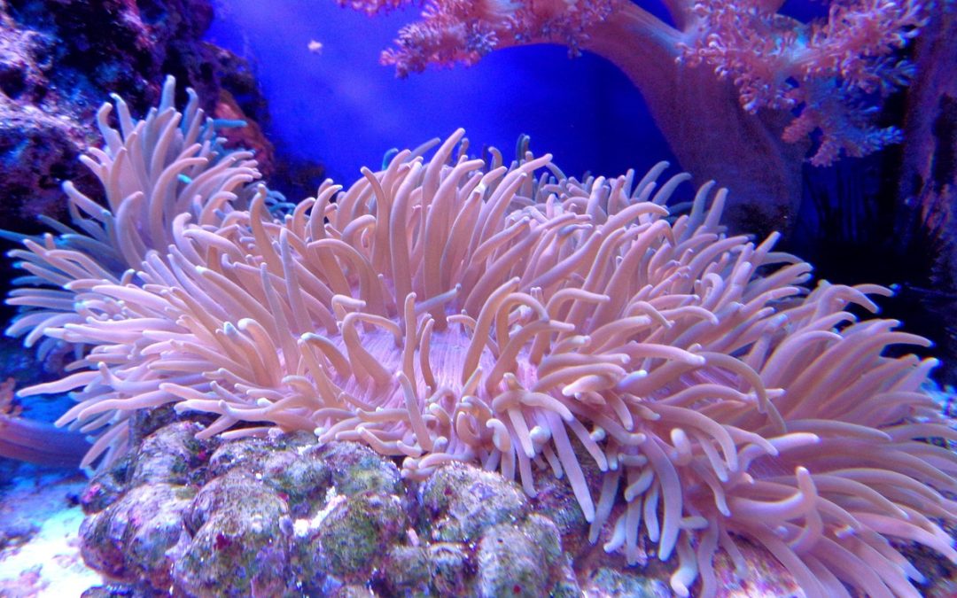 Ein Korallenriff für Zuhause: So gelingt das Meerwasseraquarium