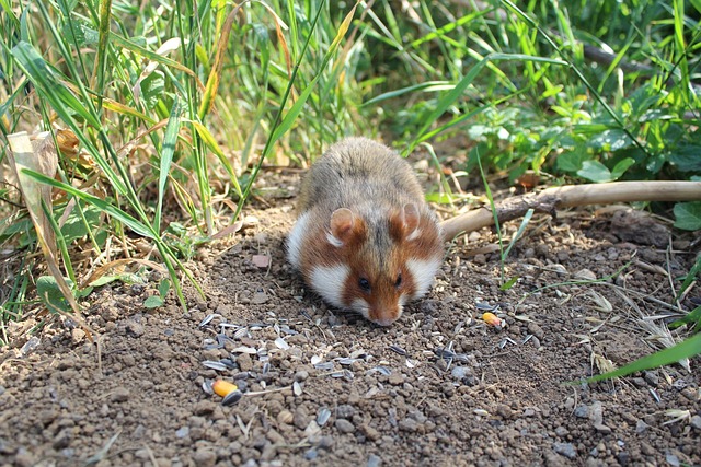 Kein Geld mehr für Bayerns letzte Feldhamster?