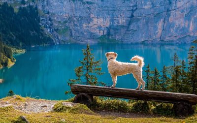 Wanderspaß für Mensch und Hund: So funktioniert‘s