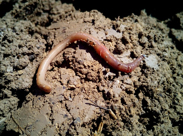 Gelungener Workshop: Regenwürmer, die Mini-Müllmänner