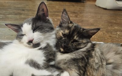 Vom Kitten bis zur Seniorkatze: Was Katzen in jedem Alter wirklich brauchen