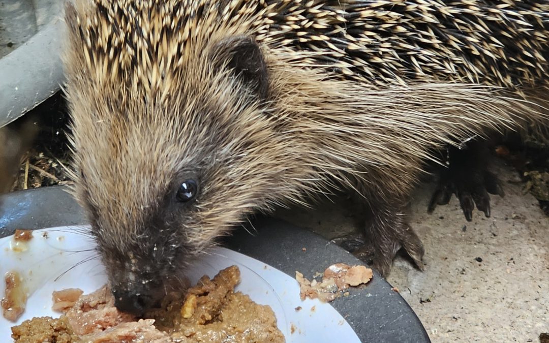 Igelhilfe im Herbst: So hilft man den stacheligen Gartenbewohnern durch den Winter