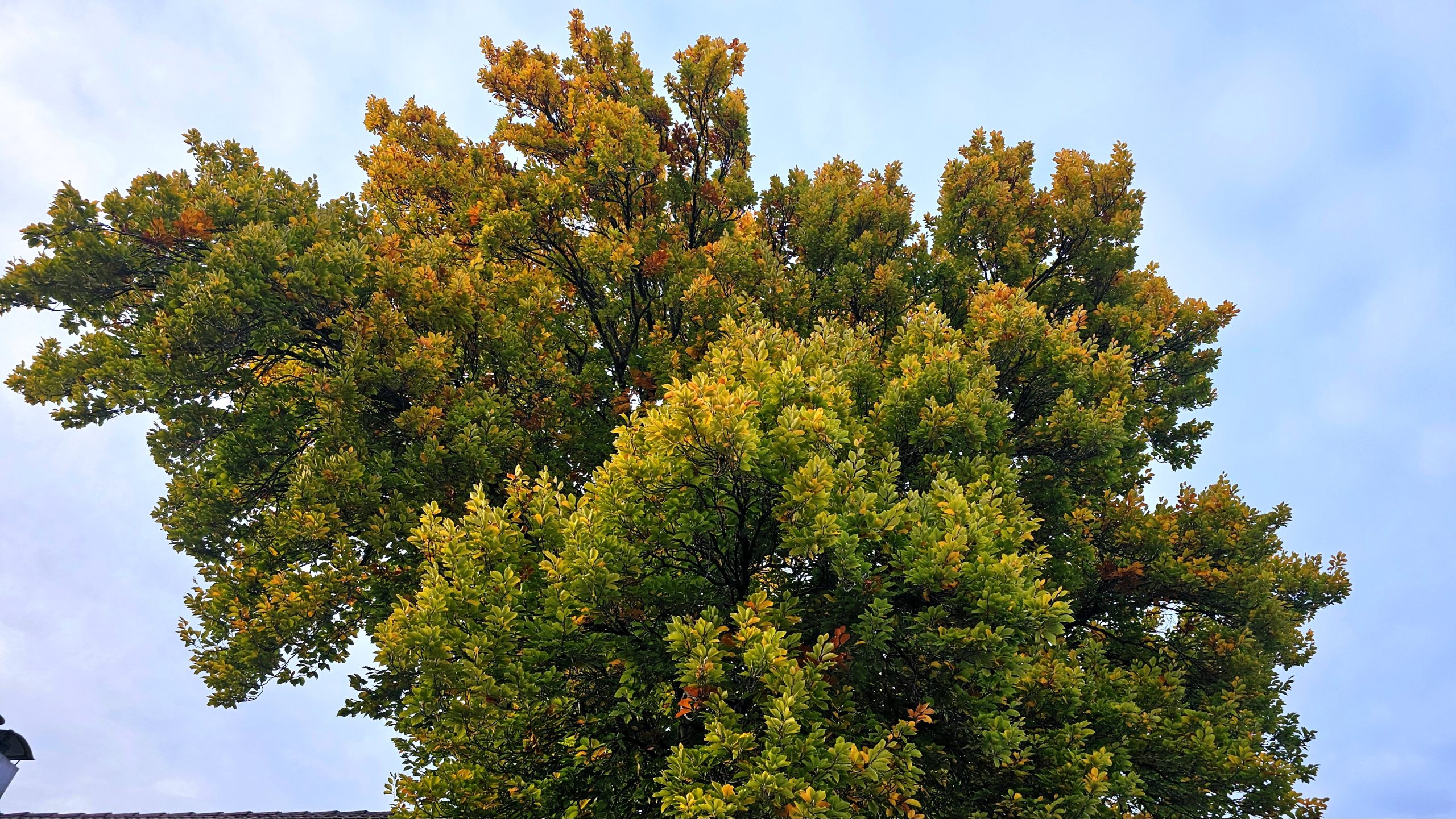 Herbst Baum im Herbst Copyright Josefa Staudhammer