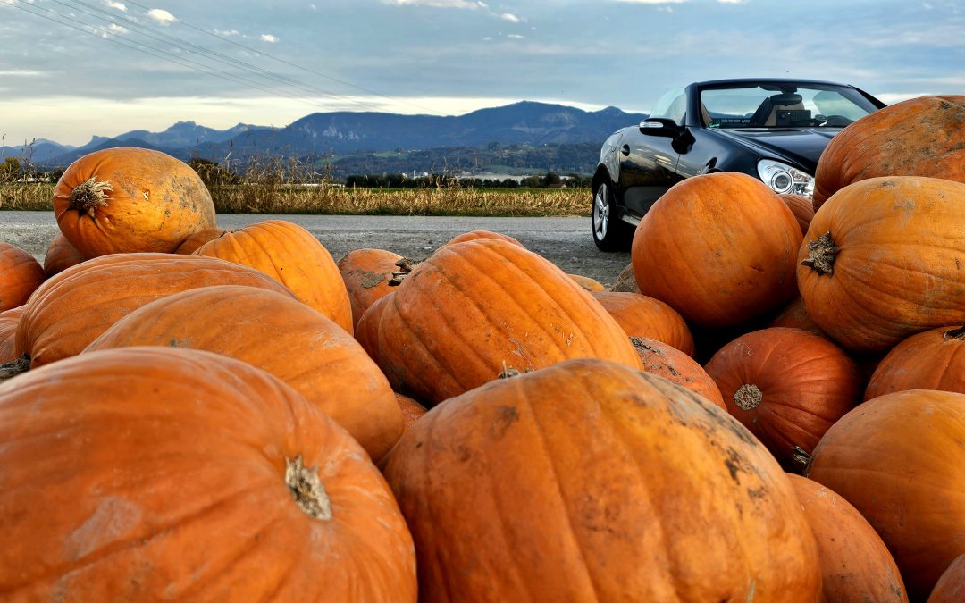 Herbstzeit ist Kürbiszeit: Bayerns Ernte 2024 erreicht Höchstwert