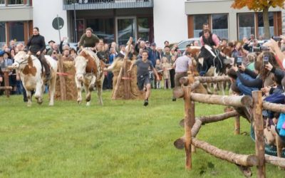 Ochsenrennen in Aying begeisterte Tausende