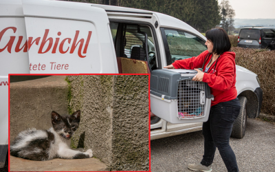 Gut Aiderbichl: Katzenkastrationsprojekt geht in eine neue Runde