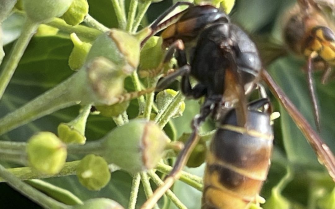 Honigbiene in Gefahr? Asiatische Hornisse erstmals in Oberbayern gesichtet