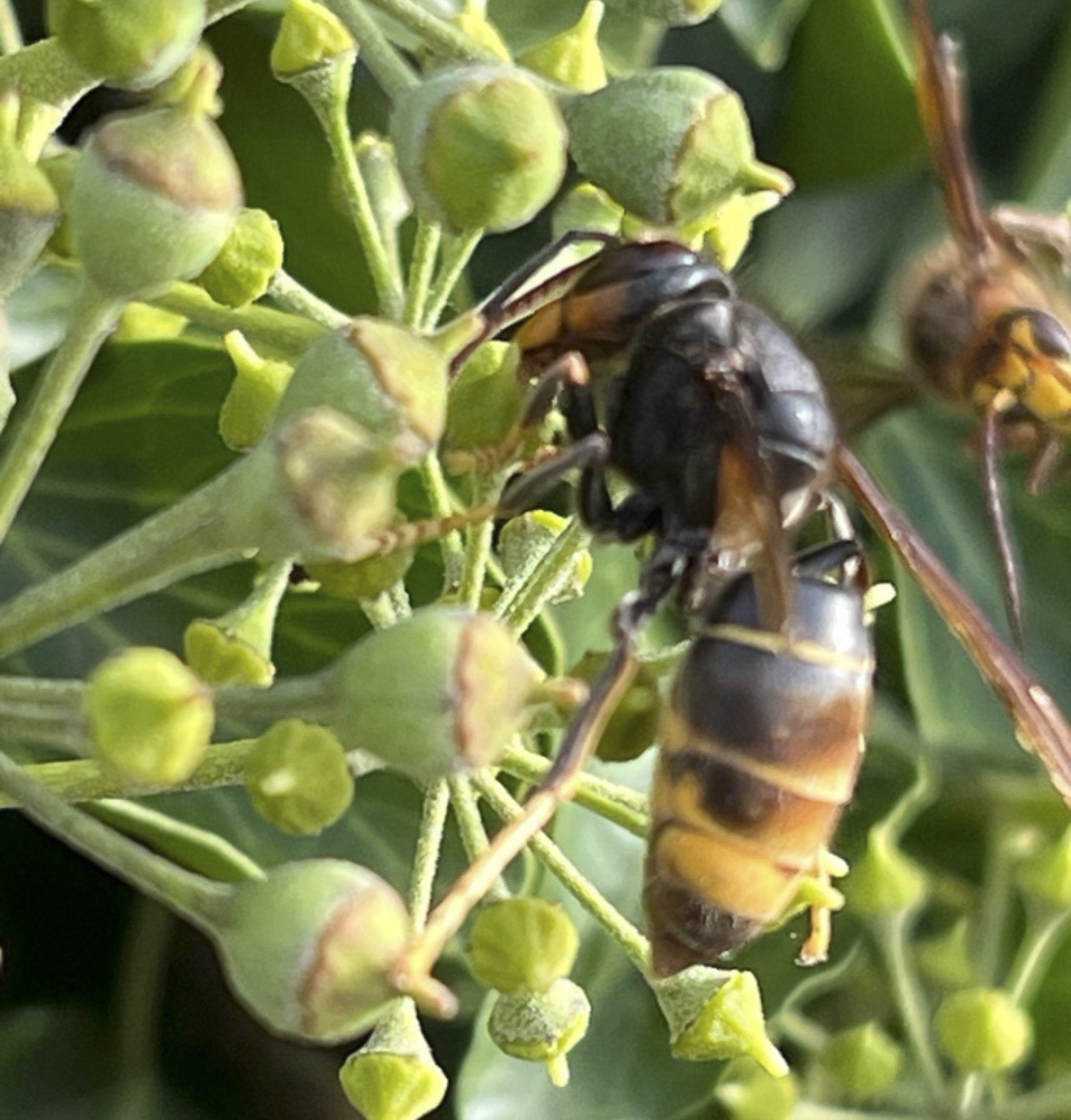 Asiatische Hornisse_Foto Petra Simon Die Asiatische Hornisse: Eine Bewohnerin aus Schrobenhausen hat ein Einzeltier in ihrer Siedlung entdeckt und gemeldet. Foto: Copyright Petra Simon