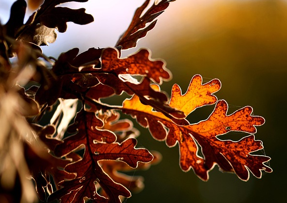 Stadt Rosenheim lässt kranke Eiche am Gries fällen