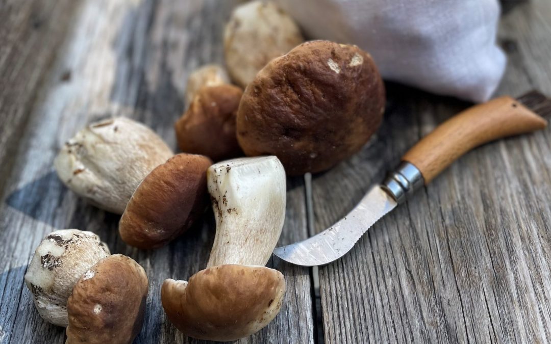 Pilze auf Holz, zwischen Zerstörung und Heilkunst: Vortrag im Freilichtmuseum Amerang