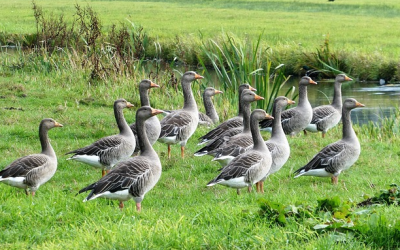 Erste Fälle der Vogelgrippe im Landkreis Mühldorf am Inn nachgewiesen