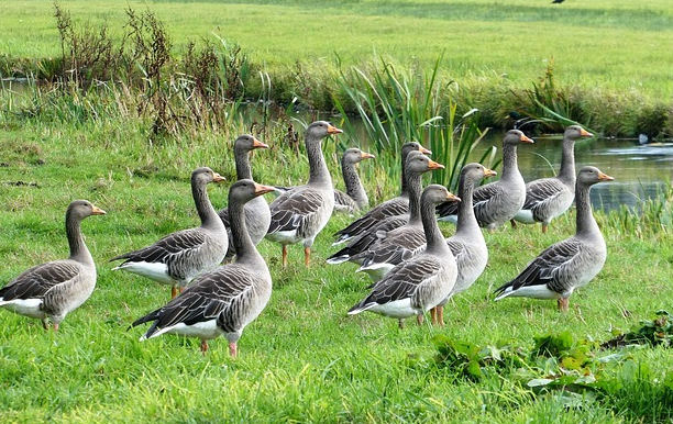 Erste Fälle der Vogelgrippe im Landkreis Mühldorf am Inn nachgewiesen
