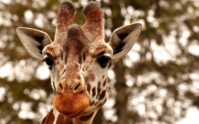 Giraffenweibchen Bahati tot im Tierpark Hellabrunn gefunden