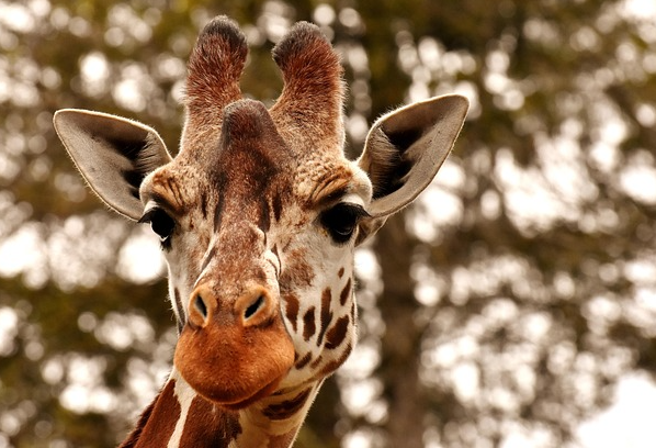 Giraffenweibchen Bahati tot im Tierpark Hellabrunn gefunden