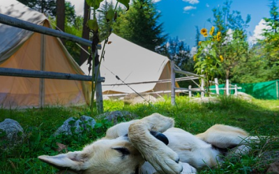 Camping mit Hund: Die 100 besten Plätze in Deutschland
