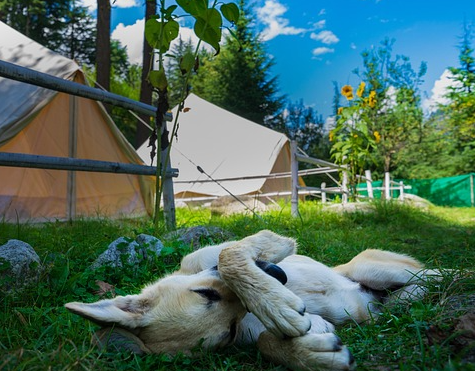 Camping mit Hund: Die 100 besten Plätze in Deutschland